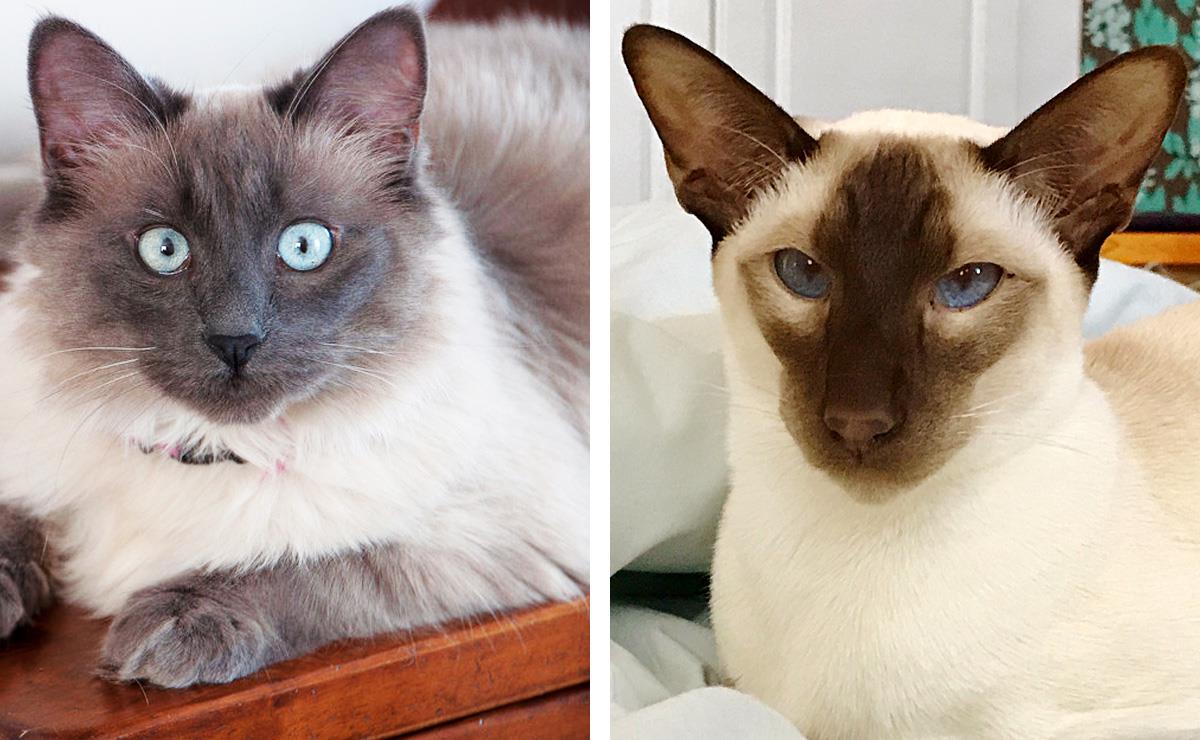 Gatto Birmano e Gatto Siamese - fonte Freepik