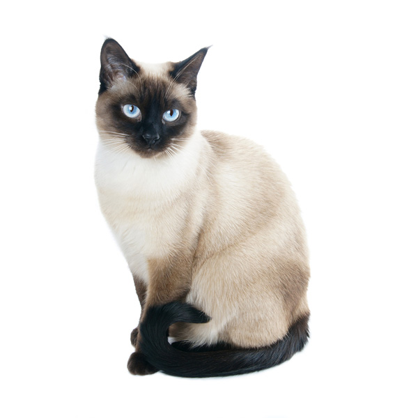 Gatto Siamese