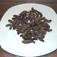 Mopane worms