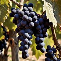 Amarone della Valpolicella  | Wikimedia Commons