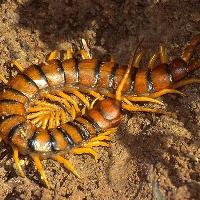 Scolopendra Gigante